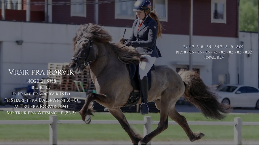 Vigri hingstekatalog