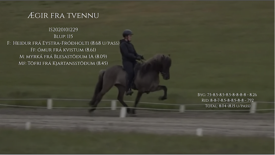 Ægir hingstekatalog