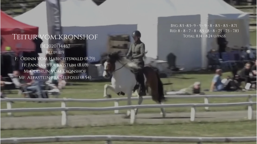 Teitur hingsteplakat